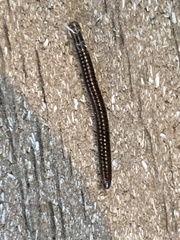 Cylindroiulus punctatus