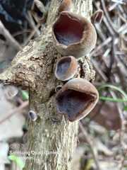 Auricularia nigricans
