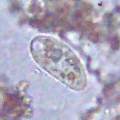 Ciliophora