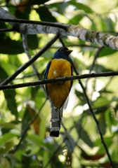 Trogon rufus