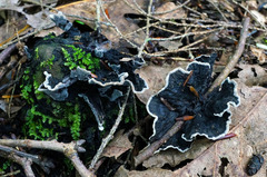Thelephora cuticularis