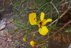 Cassia eremophila