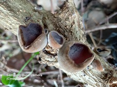 Auricularia nigricans