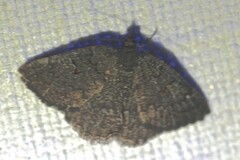 Apodasmia rufonigraria