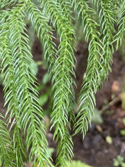 Araucaria columnaris