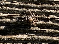 Habronattus klauseri