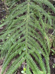 Araucaria columnaris