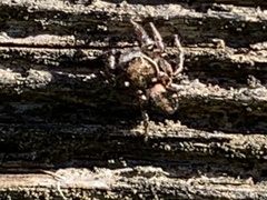 Habronattus klauseri