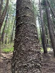 Araucaria columnaris
