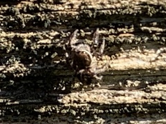 Habronattus klauseri