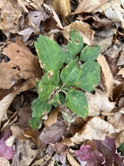 Pachysandra procumbens