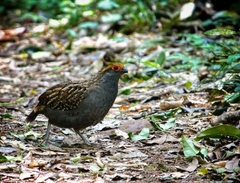 Odontophorus capueira