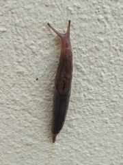 Ambigolimax valentianus