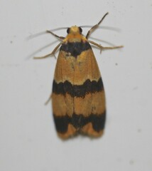 Stenoscaptia venusta