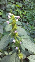 Galeopsis bifida