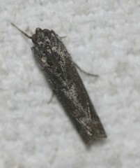 Sciota melanostyla