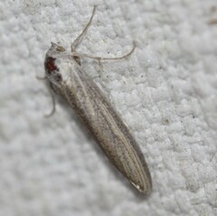 Prionopterina grammatistis