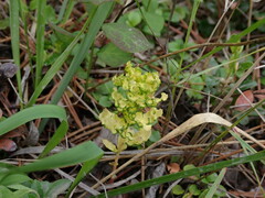 Cronartium comandrae