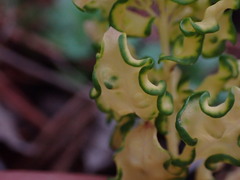 Cronartium comandrae