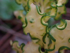 Cronartium comandrae