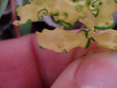 Cronartium comandrae