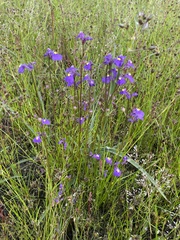 Utricularia dichotoma
