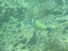 Thalassoma hebraicum