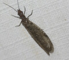 Protochauliodes biconicus