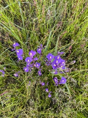 Utricularia dichotoma