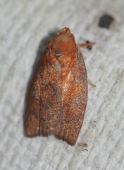 Pycnozancla