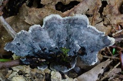Thelephora cuticularis