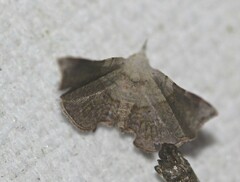 Esthlodora versicolor