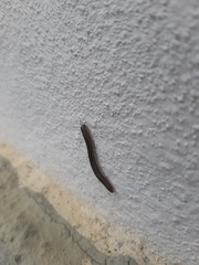 Cylindroiulus caeruleocinctus