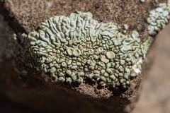 Lecanora
