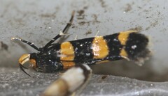 Limnaecia polycydista