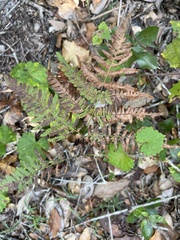 Pteridium aquilinum pseudocaudatum