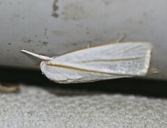 Cryptophasa flavolineata
