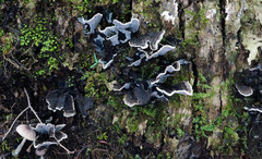 Thelephora cuticularis