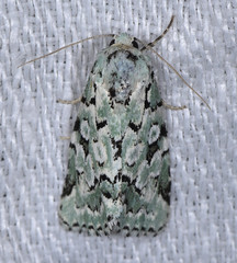 Bryolymnia viridata
