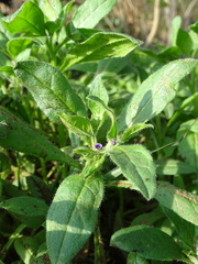Asperugo procumbens