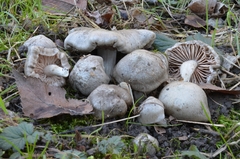 Entoloma saundersii