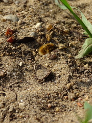 Bombyliidae