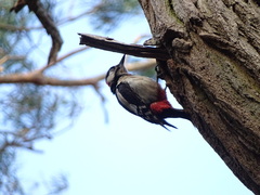 Dendrocopos major