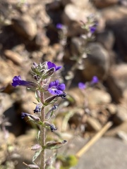 Stemodia durantifolia