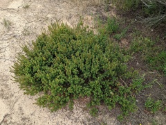 Brachyloma ericoides