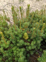 Brachyloma ericoides