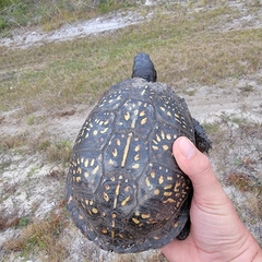 Terrapene carolina major