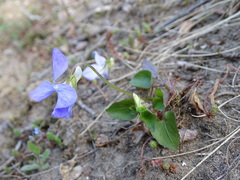 Viola riviniana