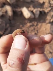 Saurodactylus harrisii