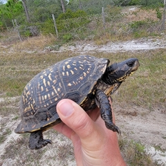 Terrapene carolina major